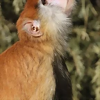 Zoo de Barcelona 16-02-12 046