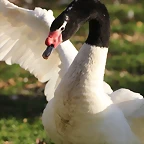 Zoo de Barcelona 16-02-12 639
