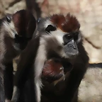 Zoo de Barcelona 16-02-12 029
