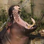 Zoo de Barcelona 16-02-12 295