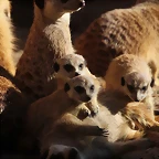 Zoo de Barcelona 16-02-12 108