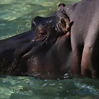 Zoo de Barcelona 16-02-12 174