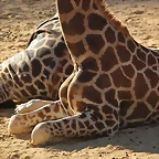 Zoo de Barcelona 16-02-12 225