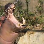 Zoo de Barcelona 16-02-12 340