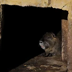 Zoo de Barcelona 16-02-12 562