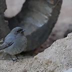 Zoo de Barcelona 16-02-12 614