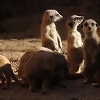 Zoo de Barcelona 16-02-12 101
