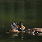 Zoo de Barcelona 16-02-12 489