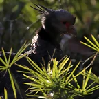 Zoo de Barcelona 16-02-12 662