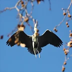 Zoo de Barcelona 16-02-12 370