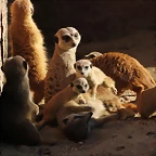 Zoo de Barcelona 16-02-12 105