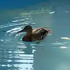 pato nadando