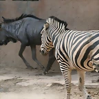 Zoo de Barcelona 383