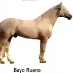 1 Bayo Ruano