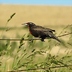 srtuenella loyca
