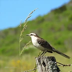 calandria