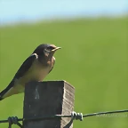 golondrina tijerita