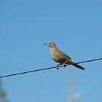 leñatero
