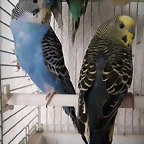 FB_IMG_1494164315245