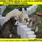 5 cachorros CRDOBA