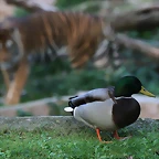 Zoo de Barcelona 20-10-10 835