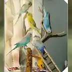 grupo de pericos