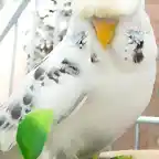 perico raro