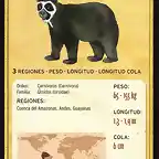 oso andino