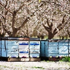 Bees-in-orchard