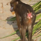 Zoo de Barcelona 03-03-12 076