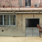 Zoo de Barcelona 03-03-12 003