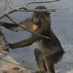 Zoo de Barcelona 03-03-12 175