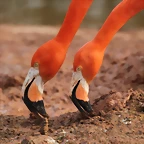 Zoo de Barcelona 03-03-12 202