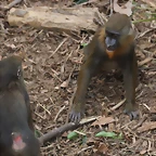 Zoo de Barcelona 03-03-12 133
