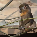 Zoo de Barcelona 03-03-12 168