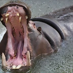 Zoo de Barcelona 03-03-12 321