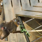 Zoo de Barcelona 03-03-12 141