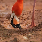 Zoo de Barcelona 03-03-12 211