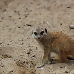 Zoo de Barcelona 03-03-12 267