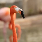 Zoo de Barcelona 03-03-12 241