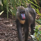 Zoo de Barcelona 03-03-12 012