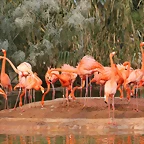 Zoo de Barcelona 03-03-12 250