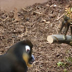 Zoo de Barcelona 03-03-12 118