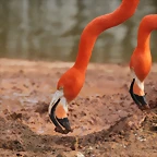 Zoo de Barcelona 03-03-12 204