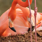 Zoo de Barcelona 03-03-12 217