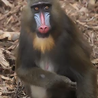 Zoo de Barcelona 03-03-12 044