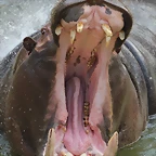 Zoo de Barcelona 03-03-12 301