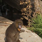 Zoo de Barcelona 03-03-12 073