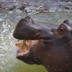 Zoo de Barcelona 03-03-12 272
