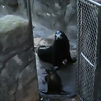 Zoo de Barcelona 25-11-10 476